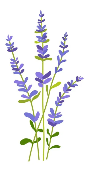 Lavendelblüte, blühende Frühlingsflora — Stockvektor