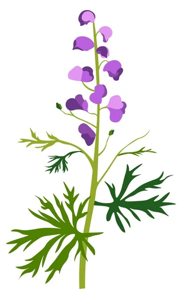 Flor acónica en flor, flor silvestre o hierba — Vector de stock