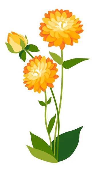 Flor de Dahlia en flor, floreciendo flora primaveral — Vector de stock