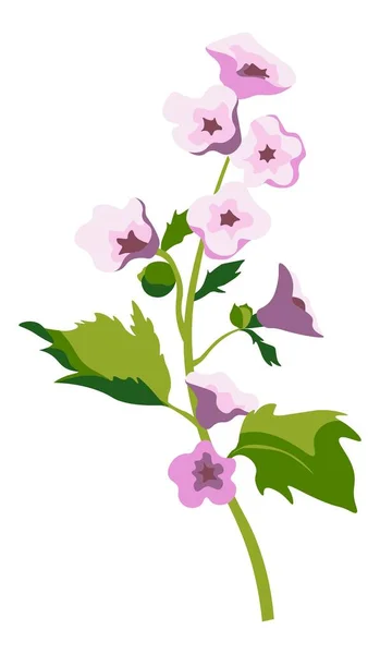 Althaea officinalis bloeiende plant, bloeiende — Stockvector
