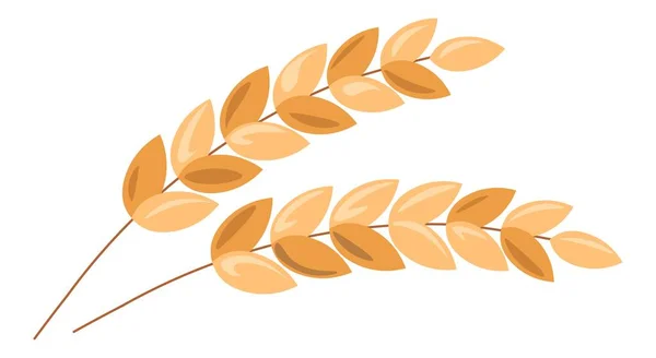 Orelha de trigo ou cevada, bófias de aveia vetor de colheita — Vetor de Stock