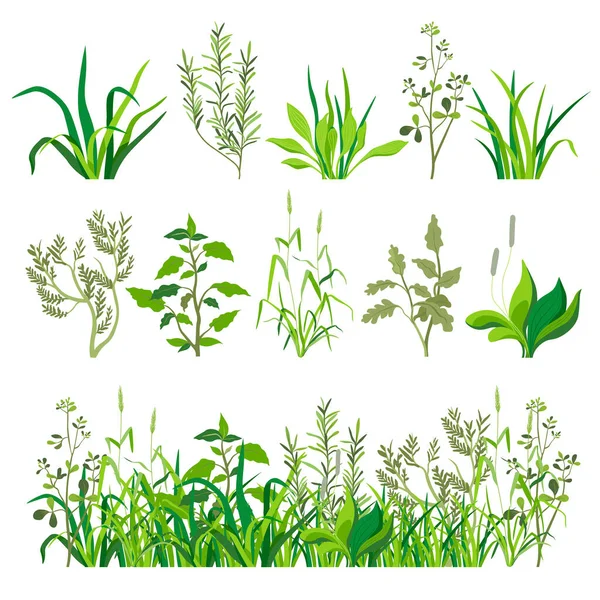 Kräuter und Gras, Laub und Pflanzen Landschaft — Stockvektor