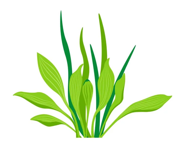 Blütenpflanze mit Blättern und Blättern, Pflanzenbotanik — Stockvektor