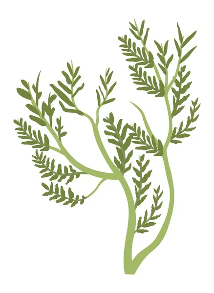 Herbe ou herbe, décoration florale botanique flore — Image vectorielle