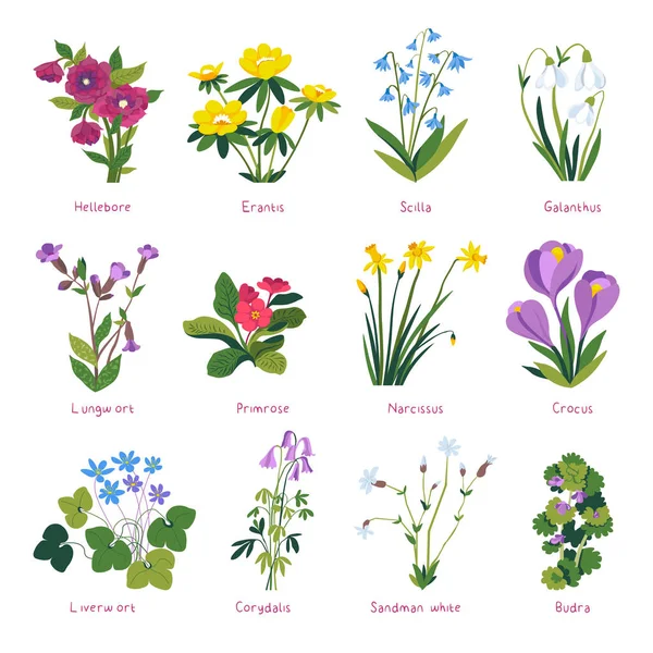 Spring flowers in blossom, primrose and crocus — Vector de stock