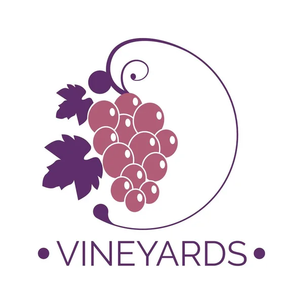 Viñedos, rama con uvas para la vinificación — Vector de stock