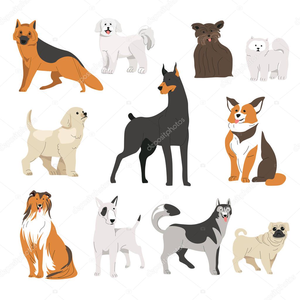 Variety of dogs, isolated canine animals of different breeds. Corgi and Doberman, border collie and husky, a german shepherd and poodle puppy. Portraits of domestic pets. Vector in flat style