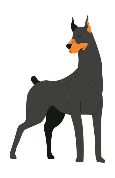 Domestic Pet Isolated Canine Animal Portrait Dog Puppy Doberman Large — Stockvector