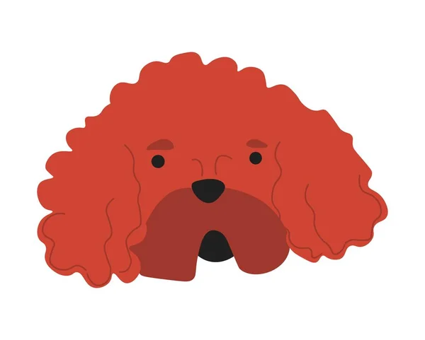 Poodle Portrait Isolated Canine Animal Curly Fur Amusing Muzzle Expression — 스톡 벡터