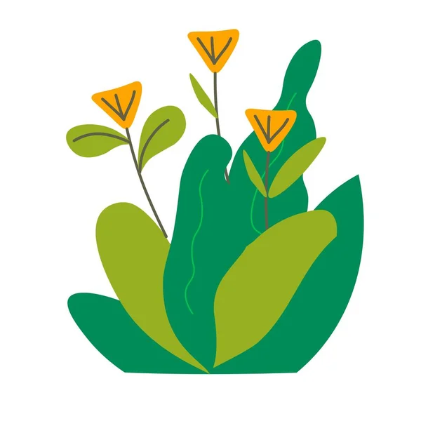 Растение Широким Стеблем Листьями Изолированное Расцветом Листвой Декоративная Ботаника Экзотический — стоковый вектор