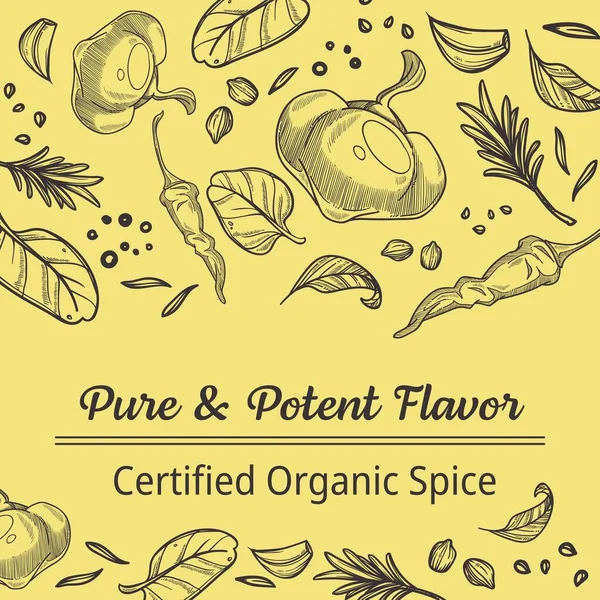 Organic Certified Spices Blend Mix Paprika Oregano Mint Leaf Garlic — Stock Vector