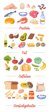 Meal and ingredients grouped by type of compounds. Proteins and fat, cellulose and carbohydrates. Bread and desserts, vegetables and fruits, meat and seafood, milk and cheese. Vector in flat style