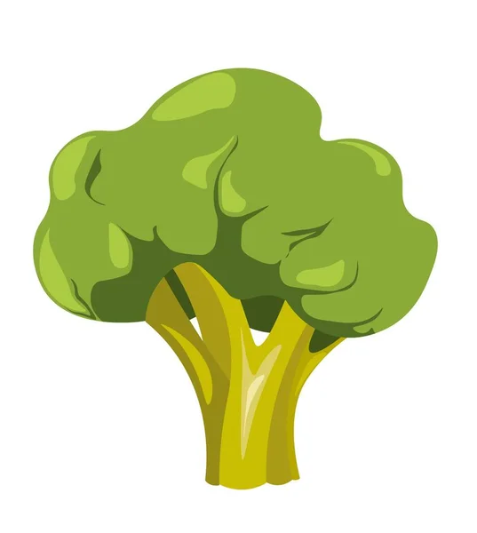 Broccoli Proaspăt Produs Vegetal Izolat Pentru Dietă Nutriție Masa Gustoasă — Vector de stoc