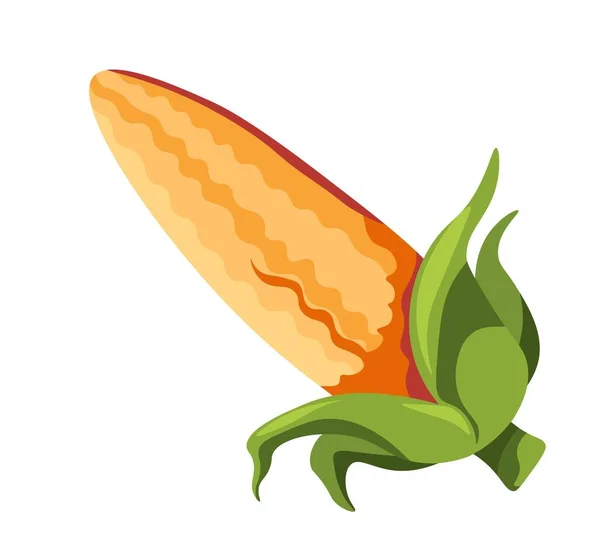 Corn Vegetable Planta Cereal Aislada Para Una Alimentación Equilibrada Sabrosa — Archivo Imágenes Vectoriales
