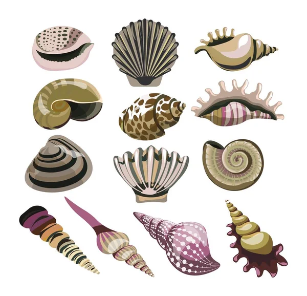조개껍데기와 연체동물 조개껍데기 기념품 식품들이 있었다 자연적 현실적 산호를 디자인에 — 스톡 벡터