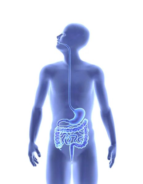 El cuerpo humano - El sistema digestivo —  Fotos de Stock