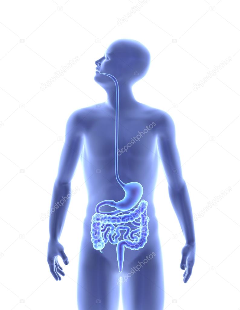 The human body - Digestive system