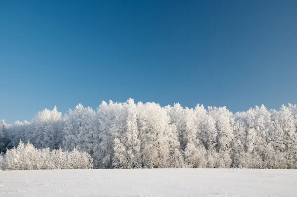 Snöig skog. vintern i norra Ryssland. — Stockfoto