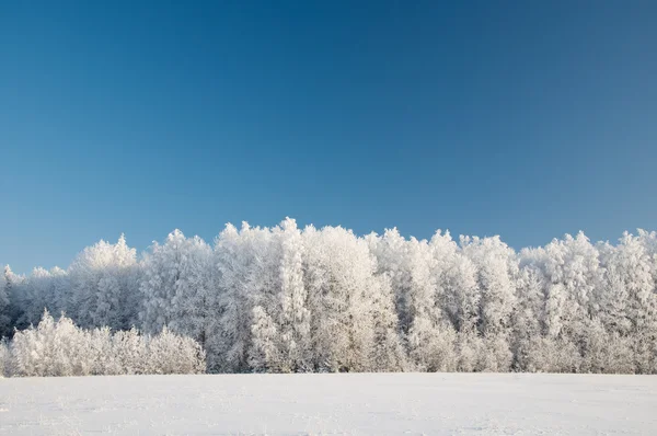 雪に覆われた森。ロシア北部の冬. — ストック写真