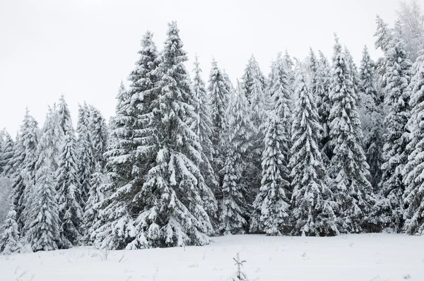 雪に覆われた森。ロシア北部の冬. — ストック写真