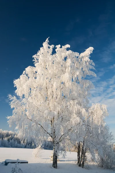 Besneeuwde bos. Winter in Noord-Rusland. — Stockfoto