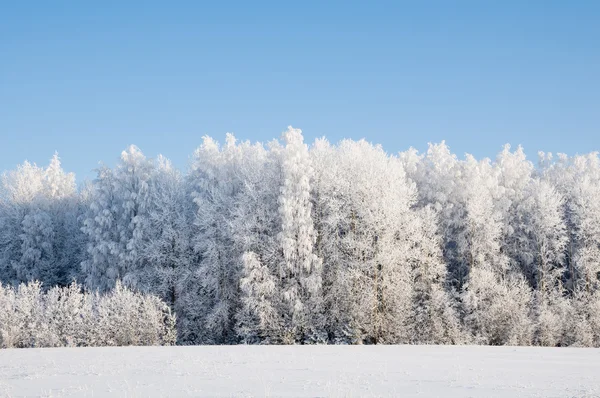 Bosque nevado. Invierno en el norte de Rusia . — Foto de Stock