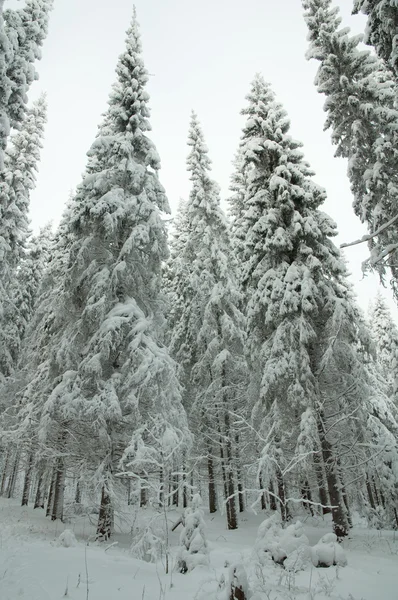 Snöig skog. vintern i norra Ryssland. — Stockfoto