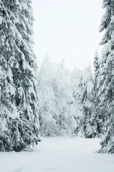 Árboles en la nieve. Bosque nevado en el norte de Rusia — Foto de Stock