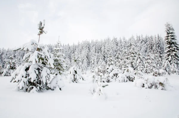 Árboles en la nieve. Bosque nevado en el norte de Rusia — Foto de Stock