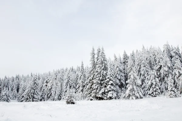 雪の中で木。ロシア北部の雪に覆われた森林 — ストック写真