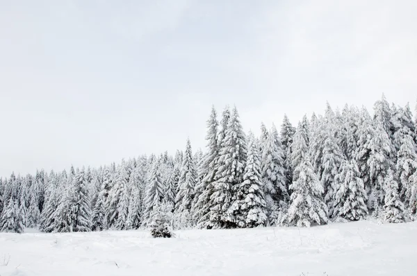 Träd i snön. snöig skog i norra Ryssland — Stockfoto