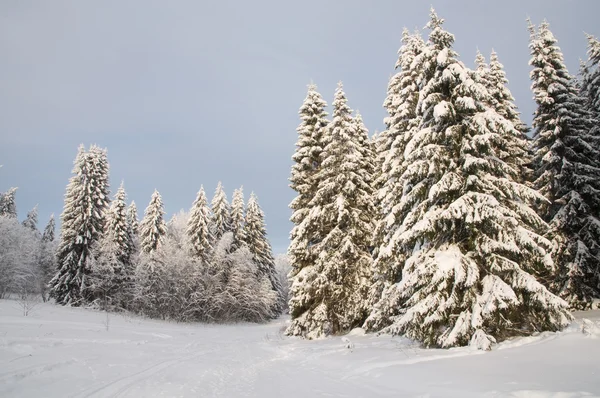 Árvores na neve. Floresta nevada no norte da Rússia — Fotografia de Stock
