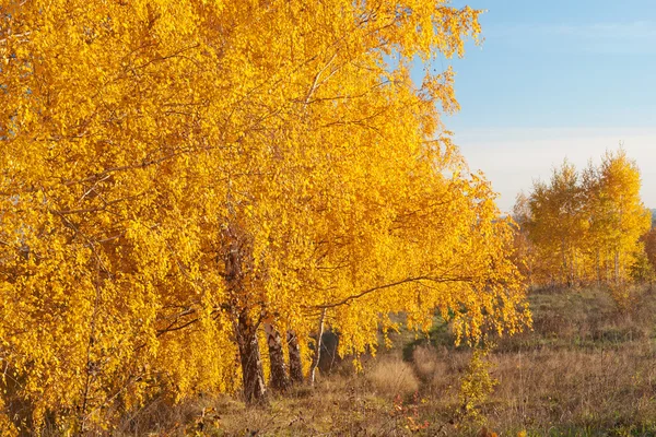 Otoño de Oro. Árboles en follaje amarillo. Día soleado — Foto de Stock