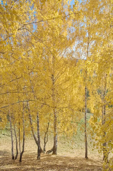 Björkar i solljus. höst, gula blad — Stockfoto