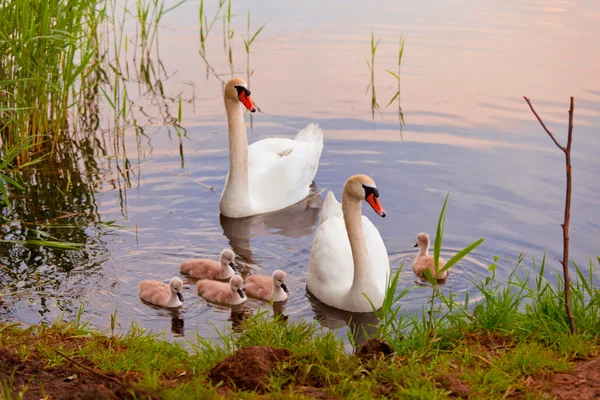 Cisnes con polluelos al atardecer — Foto de Stock