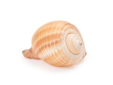 Beyaz arkaplanda deniz kabuğu