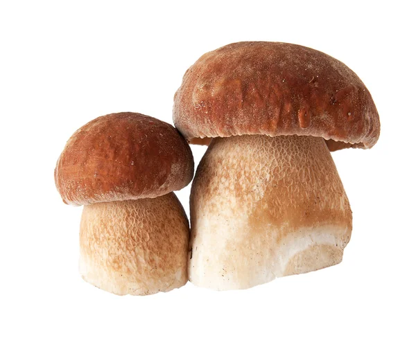 Mushrooms on a white background — Stock Photo, Image