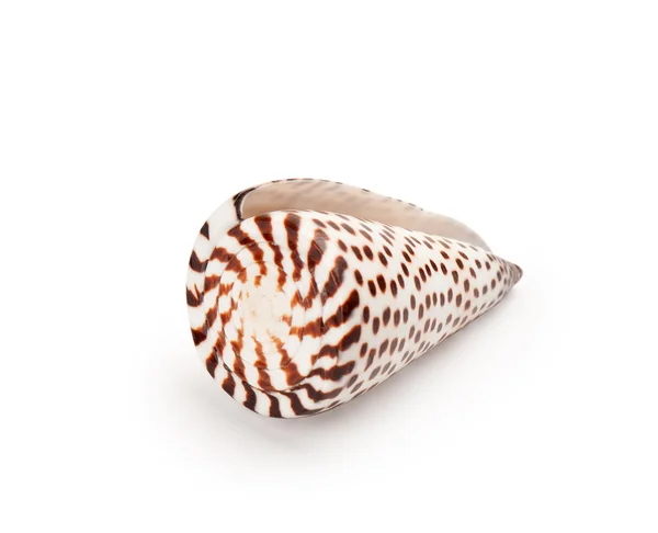 Seashell isolated on white background — Stock Photo, Image