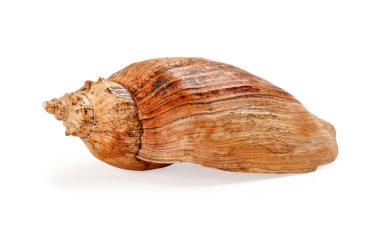 Beyaz arkaplanda deniz kabuğu izole