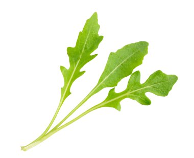 Fresh arugula isolated in a white background