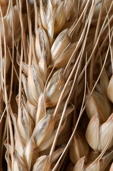 Макро фона из пшеницы Стоковая Картинка