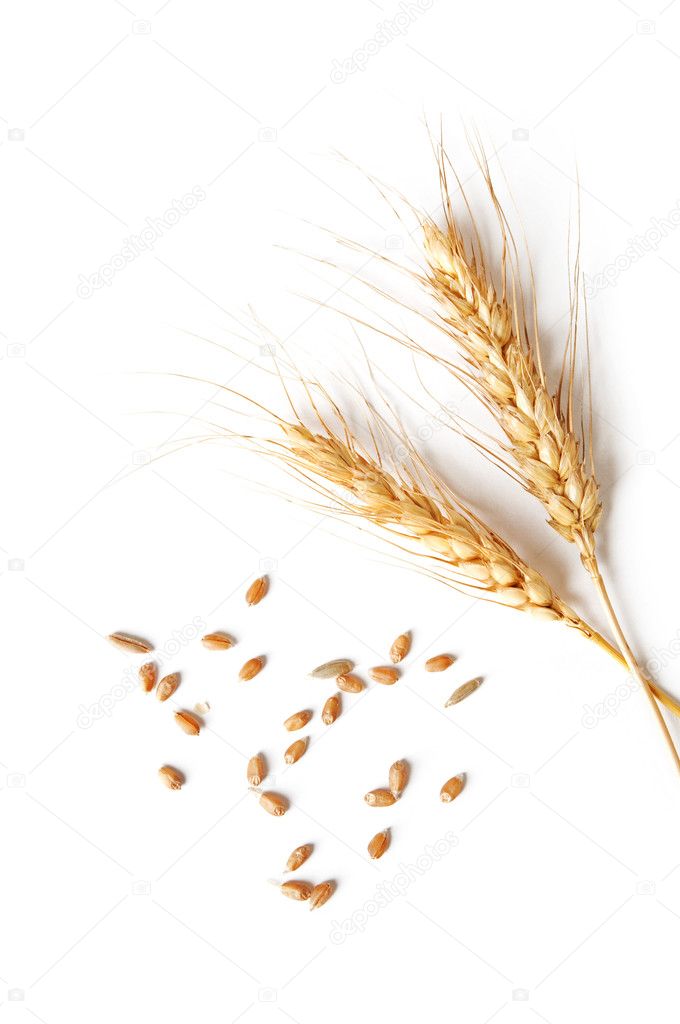 Spikelets and grains of wheat on a white background