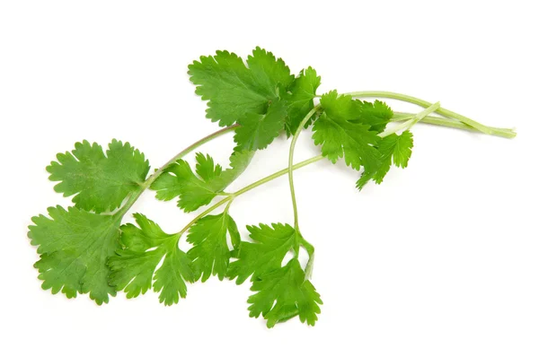 Cilantro sobre fondo blanco — Foto de Stock