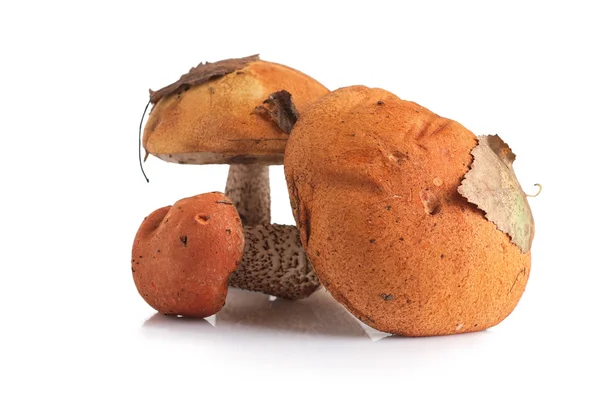 Boletus gorra naranja aislado sobre fondo blanco —  Fotos de Stock