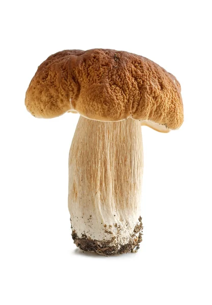 Boletus edulis seta aislada sobre fondo blanco — Foto de Stock