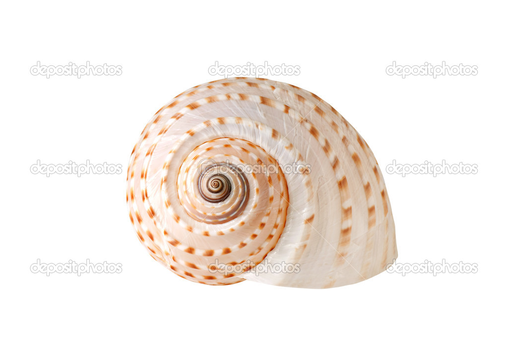 Seashell isolated on white background