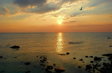 Kuş ve taşlar ile sahilde güzel gündoğumu