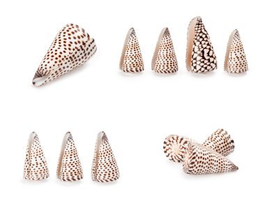 Beyaz arkaplanda deniz kabuğu izole