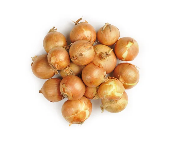 Zwiebeln isoliert auf weißem Hintergrund — Stockfoto