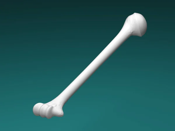 Humerus Isolated Green Background Illustration — 图库照片